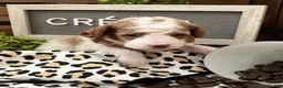 Miniature Poodle dogs for sale: Creme - Ad 2