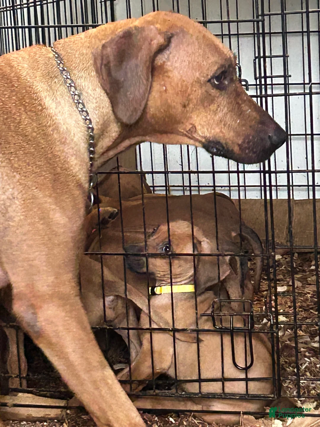 Rhodesian Ridgeback dogs for sale: Rhodesian Ridgeback Puppy 1 sky blue collar - Ad 34