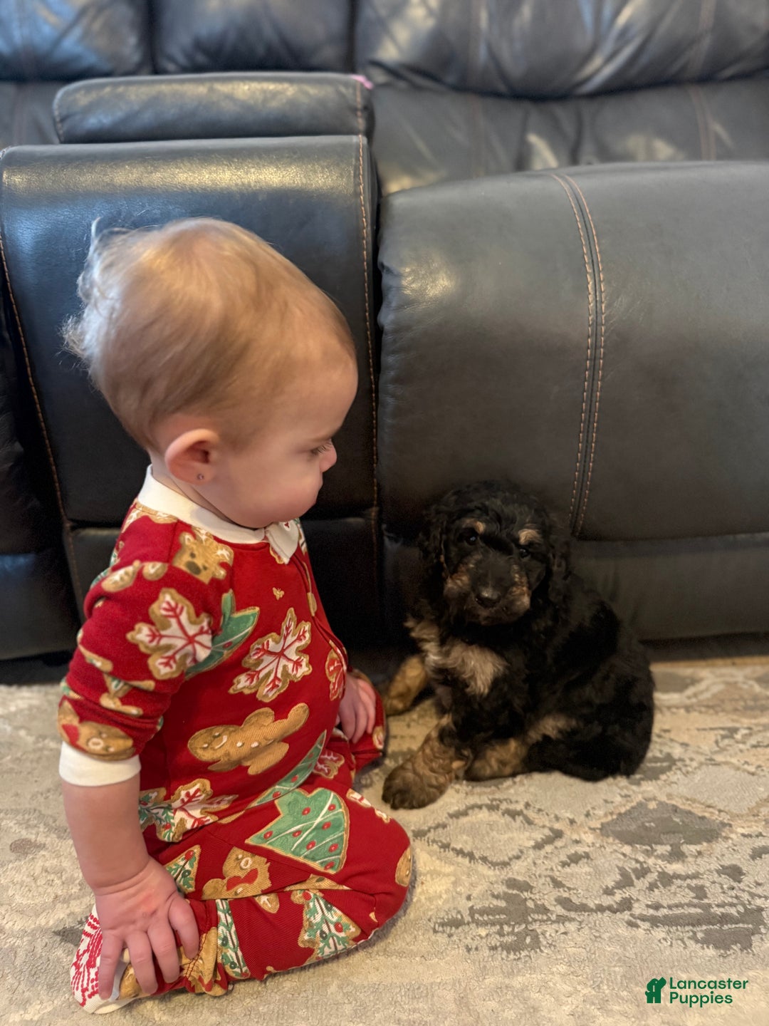 Aussiedoodle dogs for sale: Lizzy - Ad 3