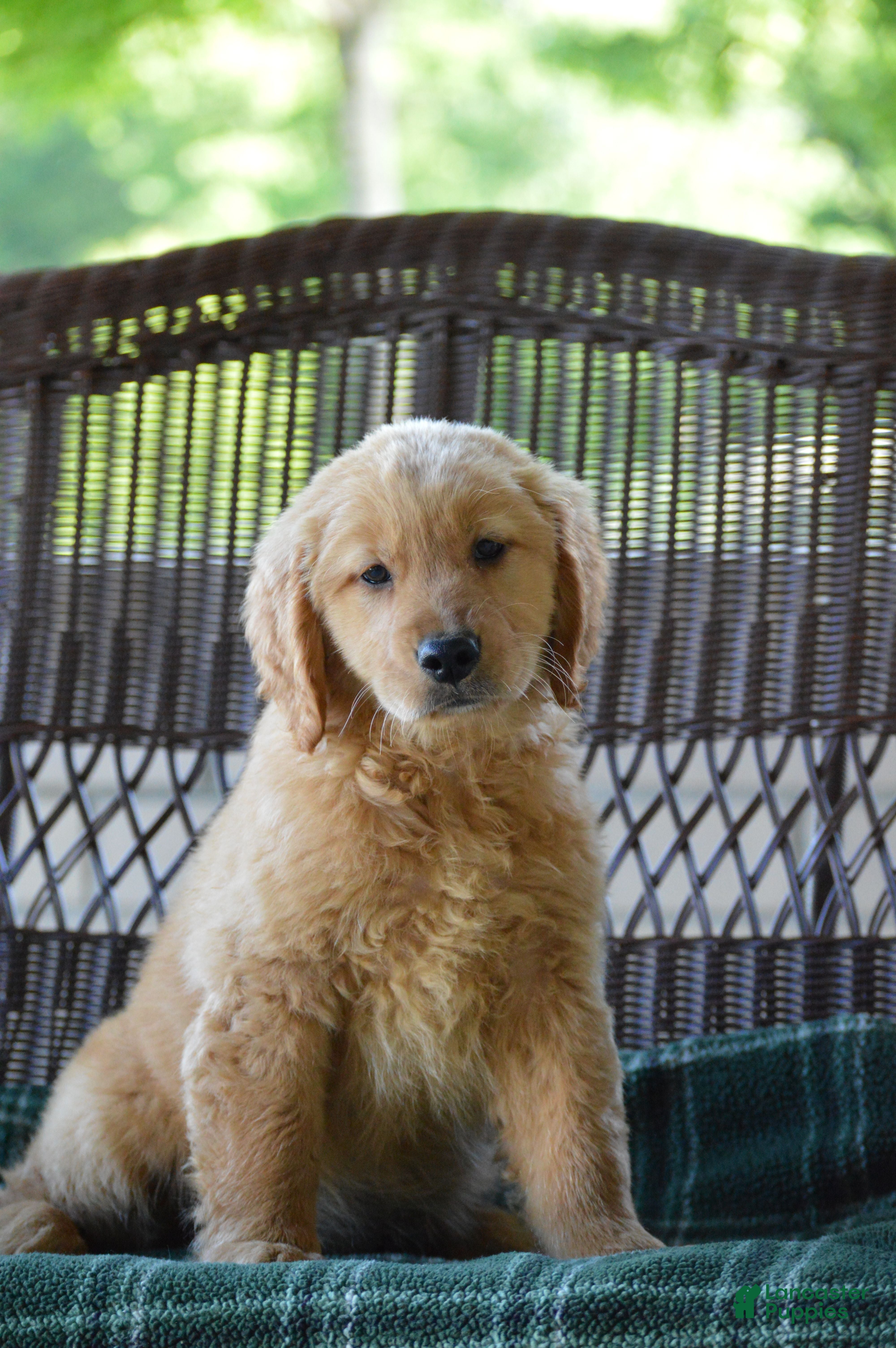 Golden Retriever dogs Lilo - Ad 1
