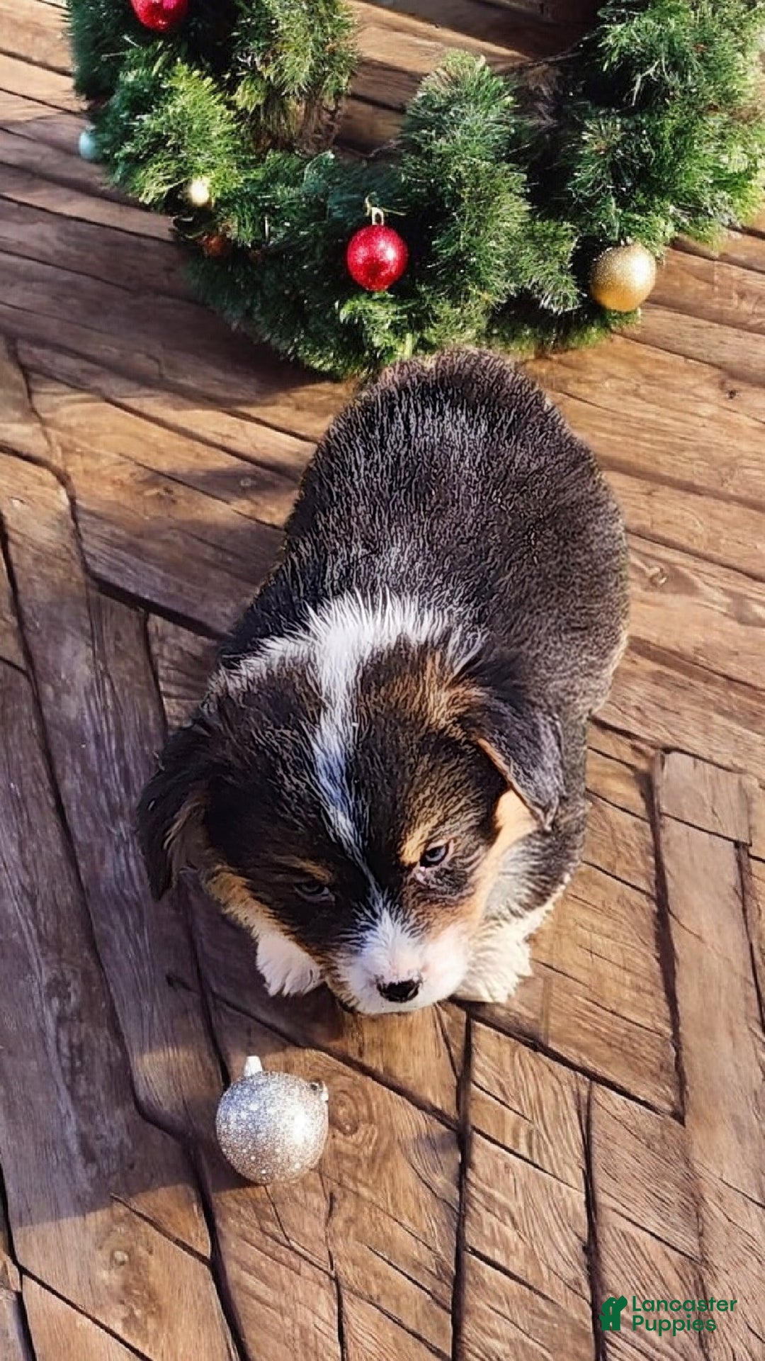 Welsh Corgi Pembroke dogs for sale: Blitzen fluffy  - Ad 3