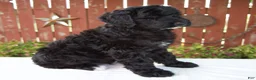Giant Schnoodle dogs for sale: Matthias - Ad 3