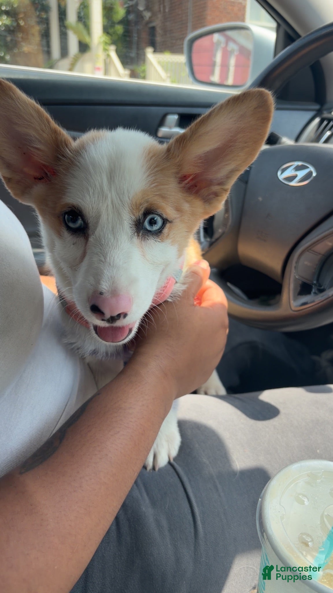 American Corgi dogs Ruby - Ad 1