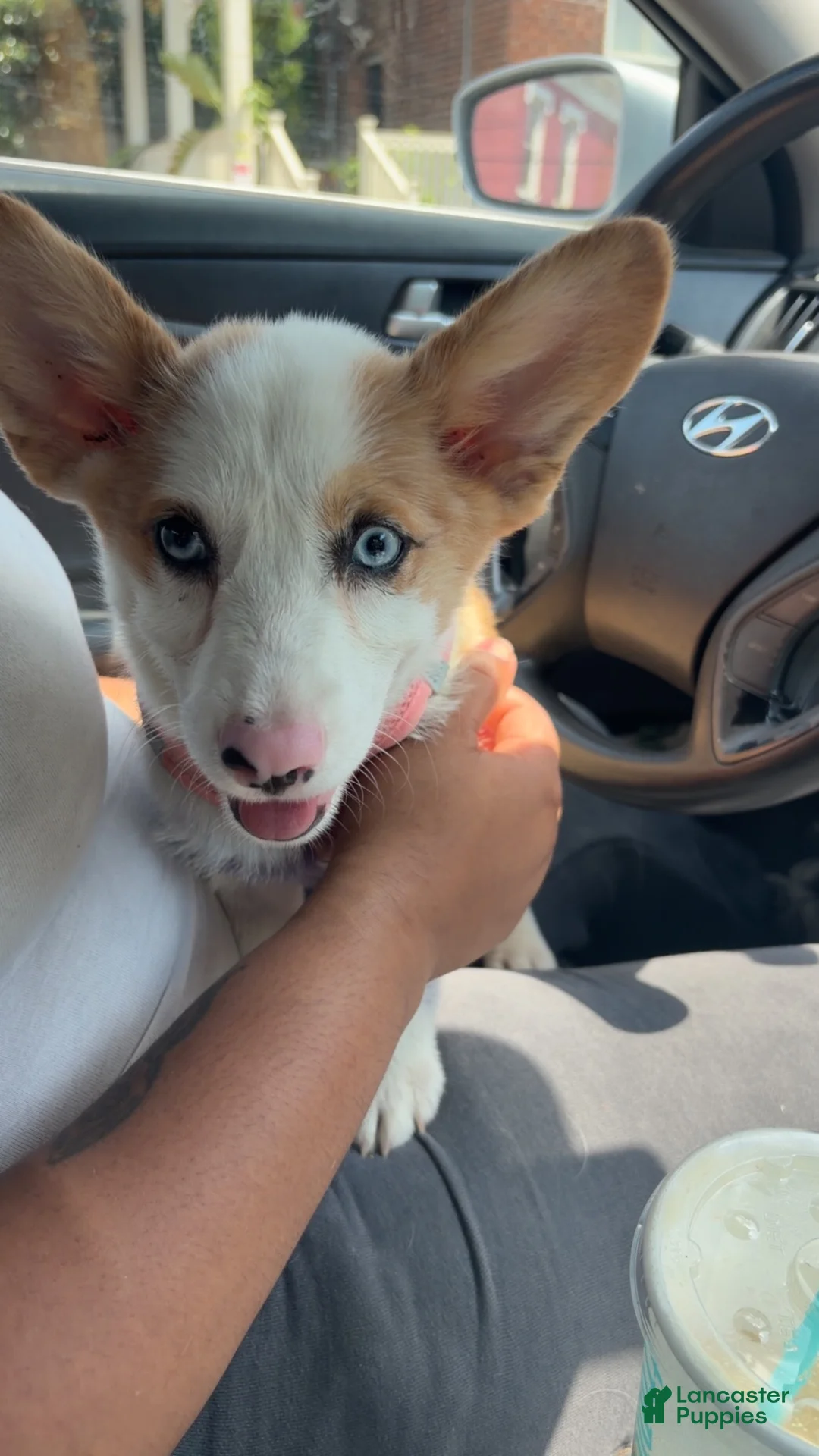 American Corgi dogs for sale: Ruby - Ad 1