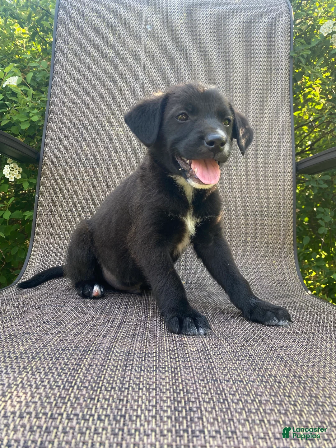 Mixed Breed dogs for sale: Prince - Ad 5