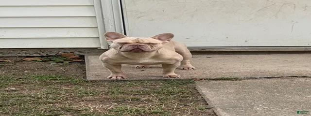 Benny