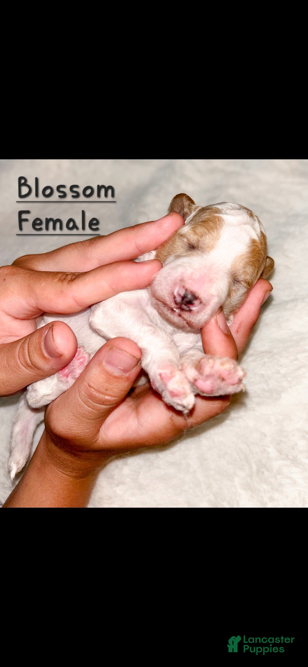 Mini Goldendoodle dogs for sale: Blossom - Ad 4