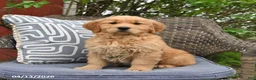 Golden Retriever dogs for sale: Marie   - Ad 1