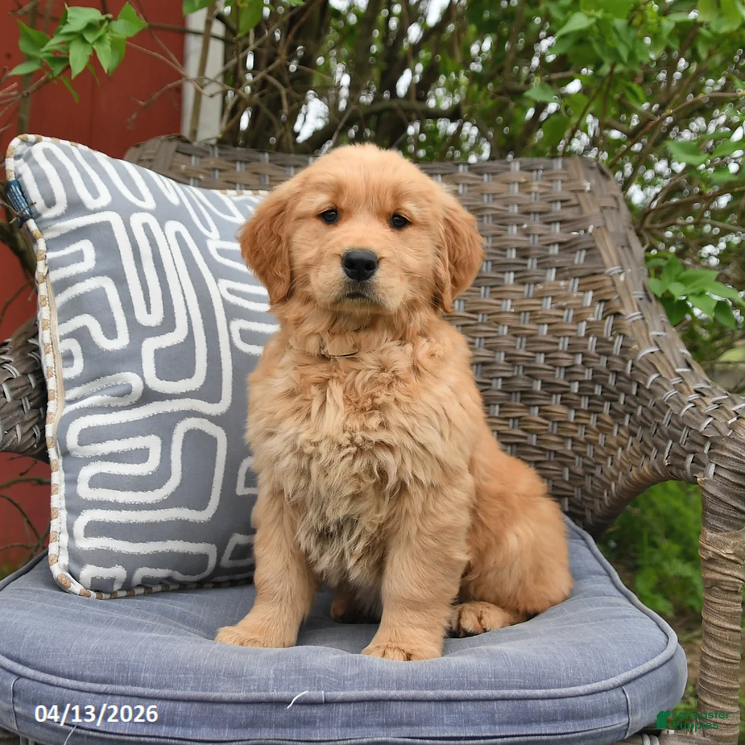 Golden Retriever dogs for sale: Marie   - Ad 1