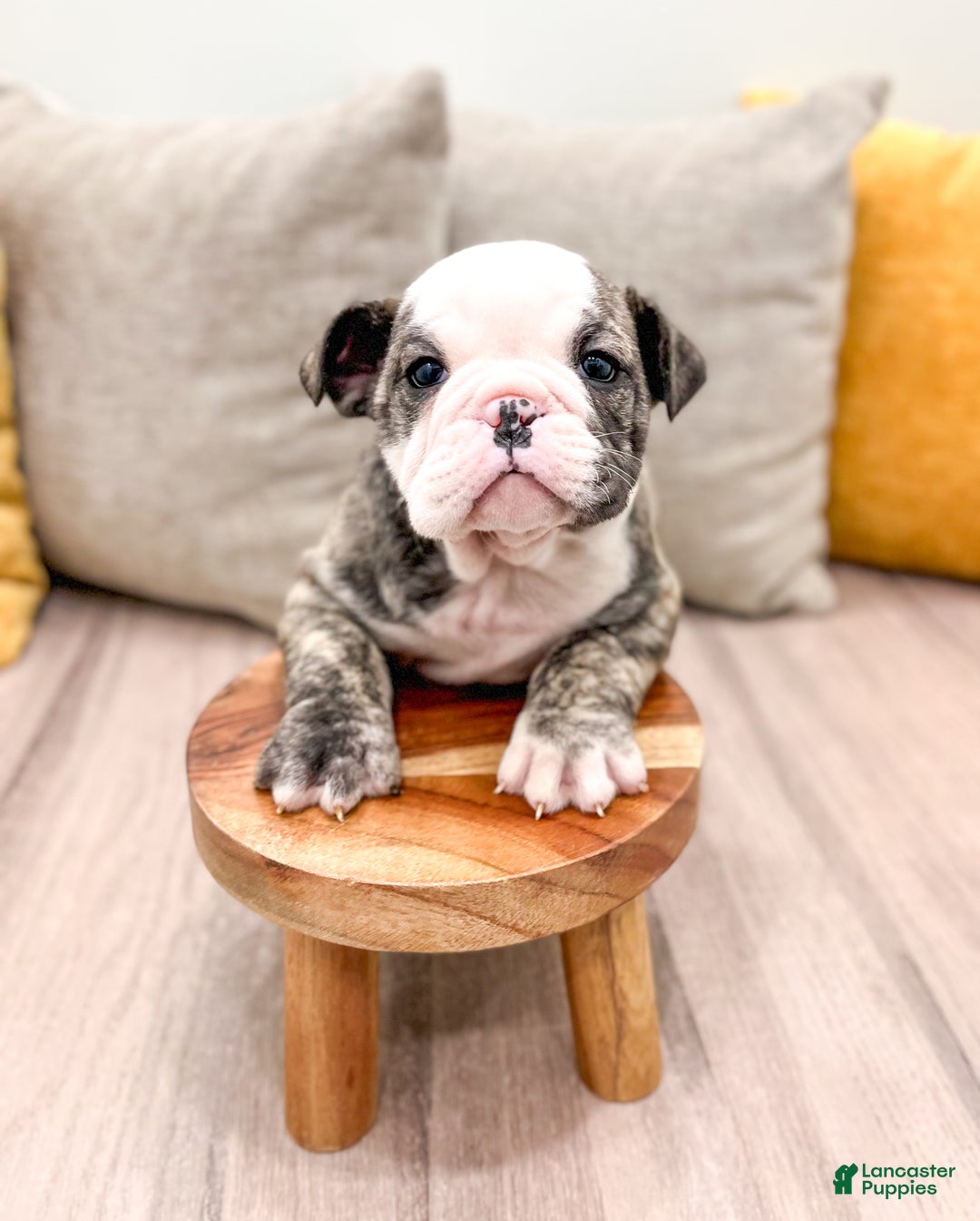 English Bulldog dogs for sale: Mack - Ad 2