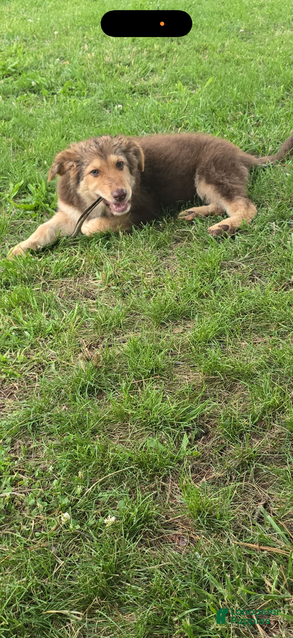 German Shepherd dogs German Shepherd 2 - Ad 2