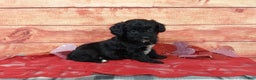 Aussiedoodle dogs for sale: Aussiedoodle Puppy 1 - Ad 2