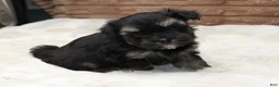 Havanese dogs for sale: Rocky - Ad 4