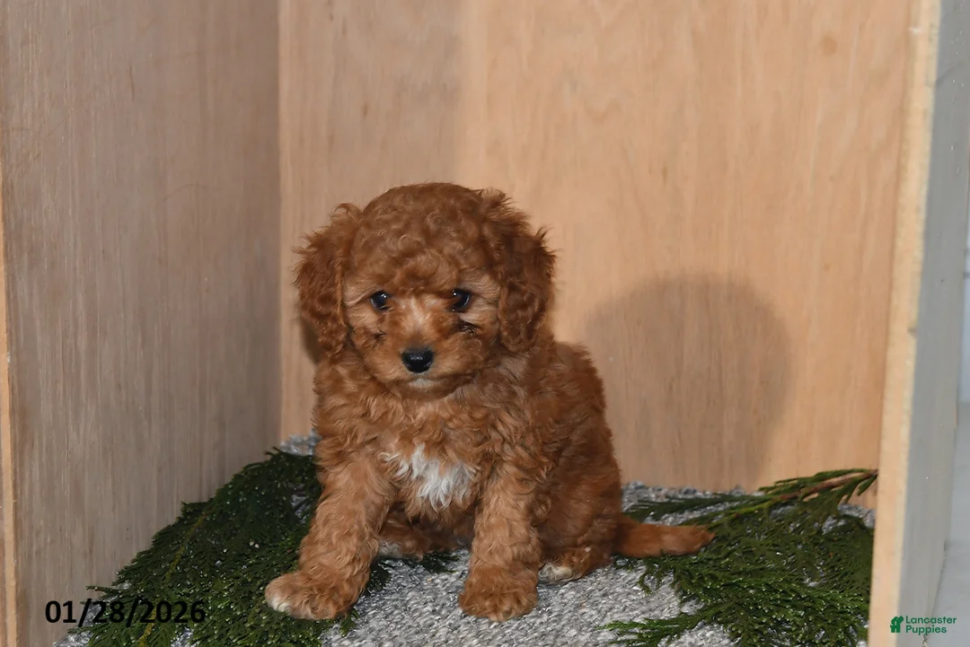 Mini Goldendoodle dogs for sale: Jenny - Ad 3