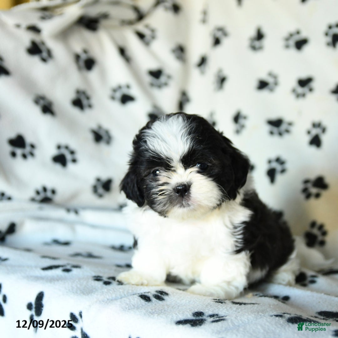 Shih Tzu dogs for sale: Nacho - Ad 5