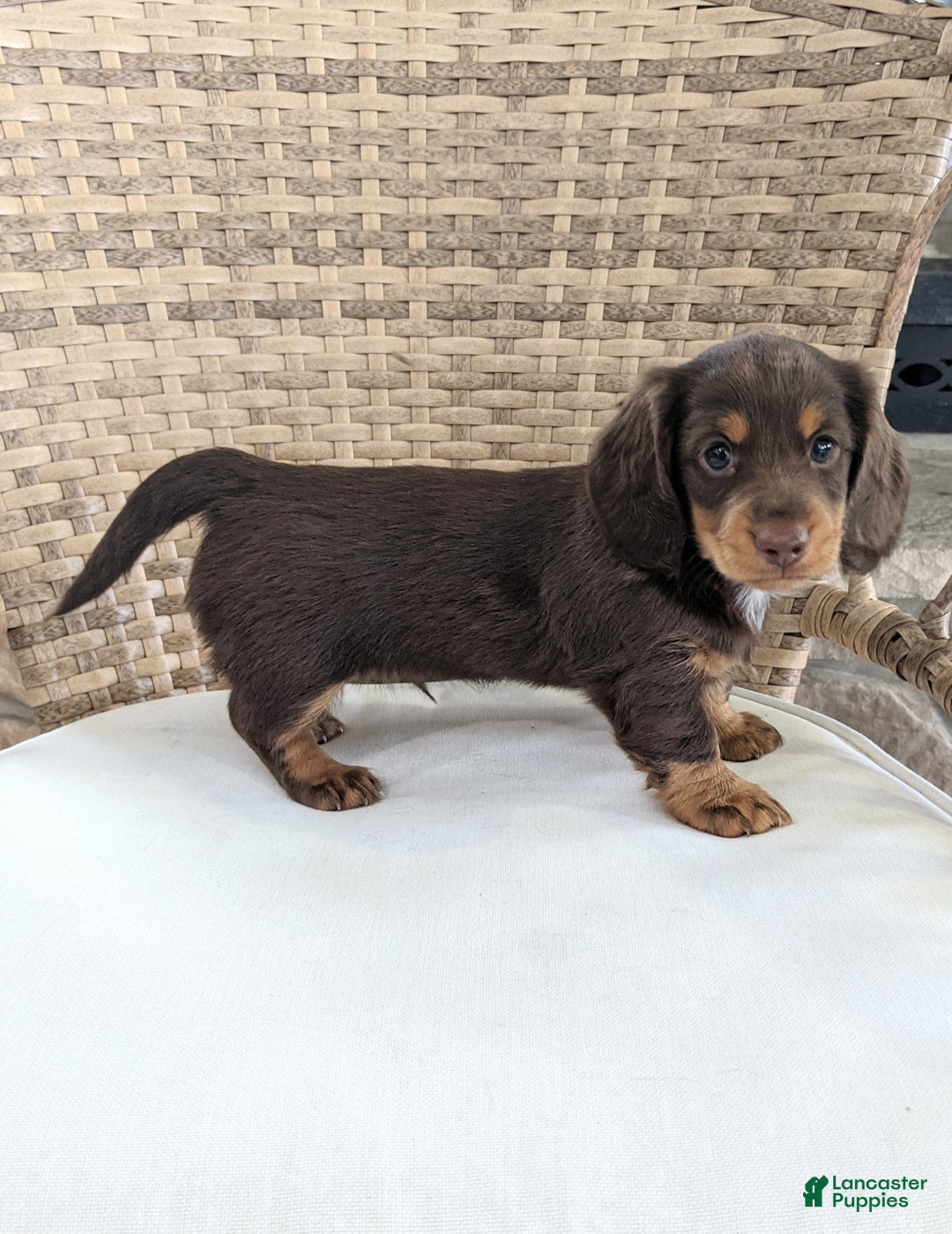 Miniature Dachshund dogs for sale: Coco - Ad 5