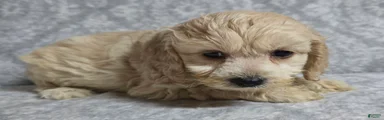 Cockapoo 2