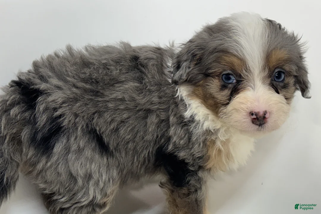 Mini Bernedoodle dogs for sale: Buckeye - Ad 2