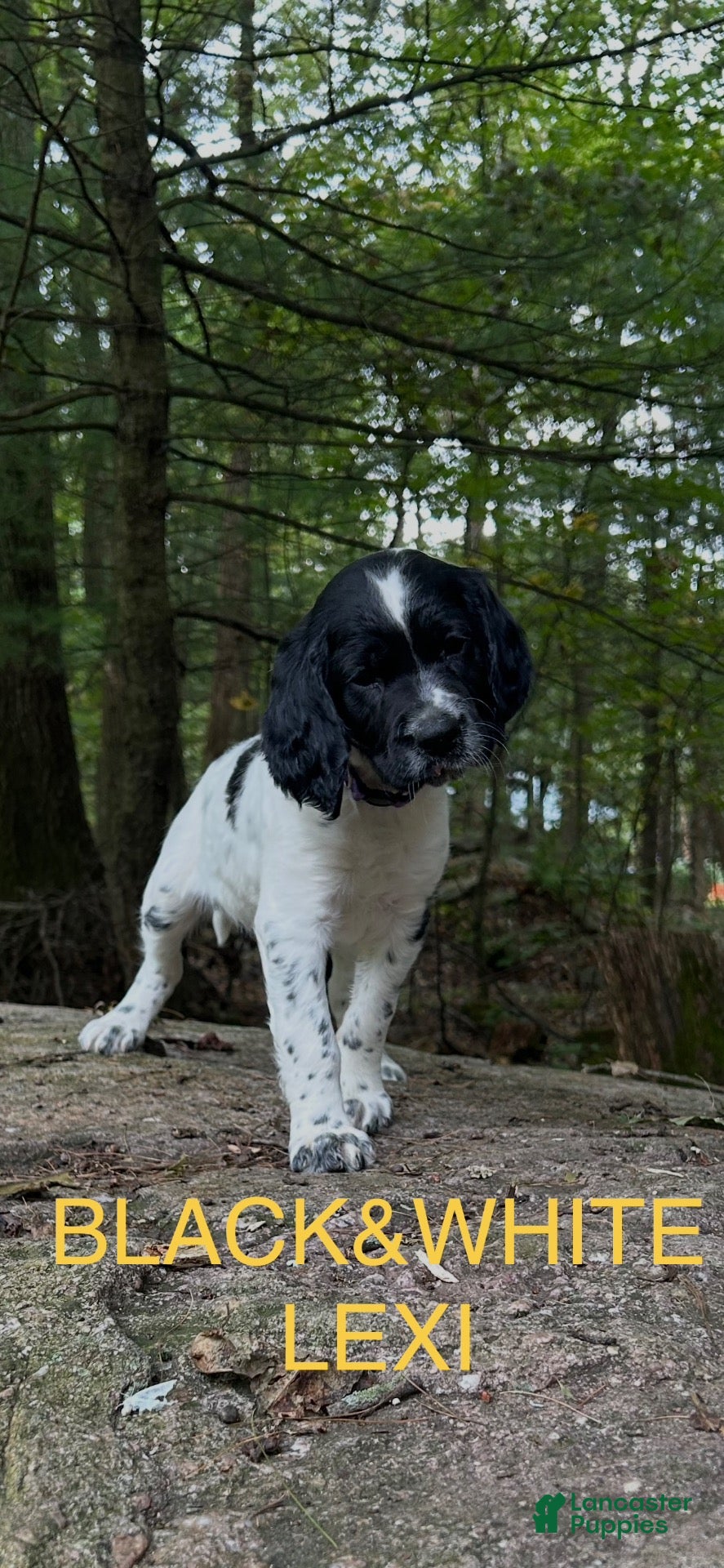 English Springer Spaniel dogs English Springer Spaniel 3 - Ad 2