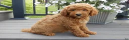 Mini Goldendoodle dogs for sale: Chase - Ad 4