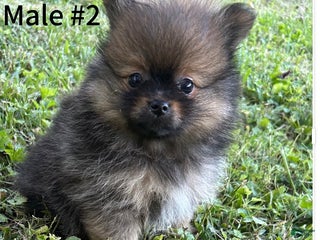 Pomeranian dogs - Ad 5