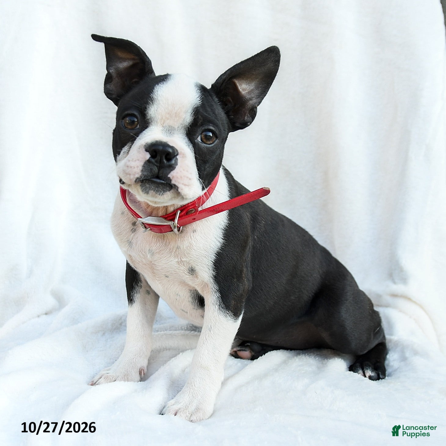 Boston Terrier dogs for sale: Ovalteen - Ad 1