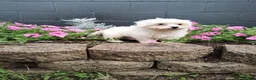 Maltese dogs for sale: Roxie - Ad 3