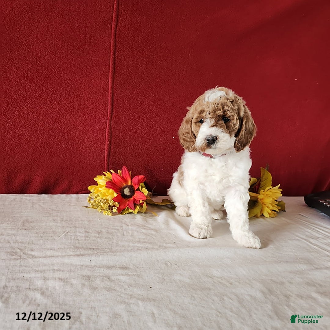 Goldendoodle dogs for sale: Honey - Ad 2