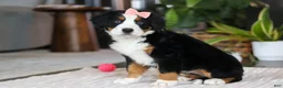 Bernese Mountain Dog dogs for sale: Lily - Ad 5