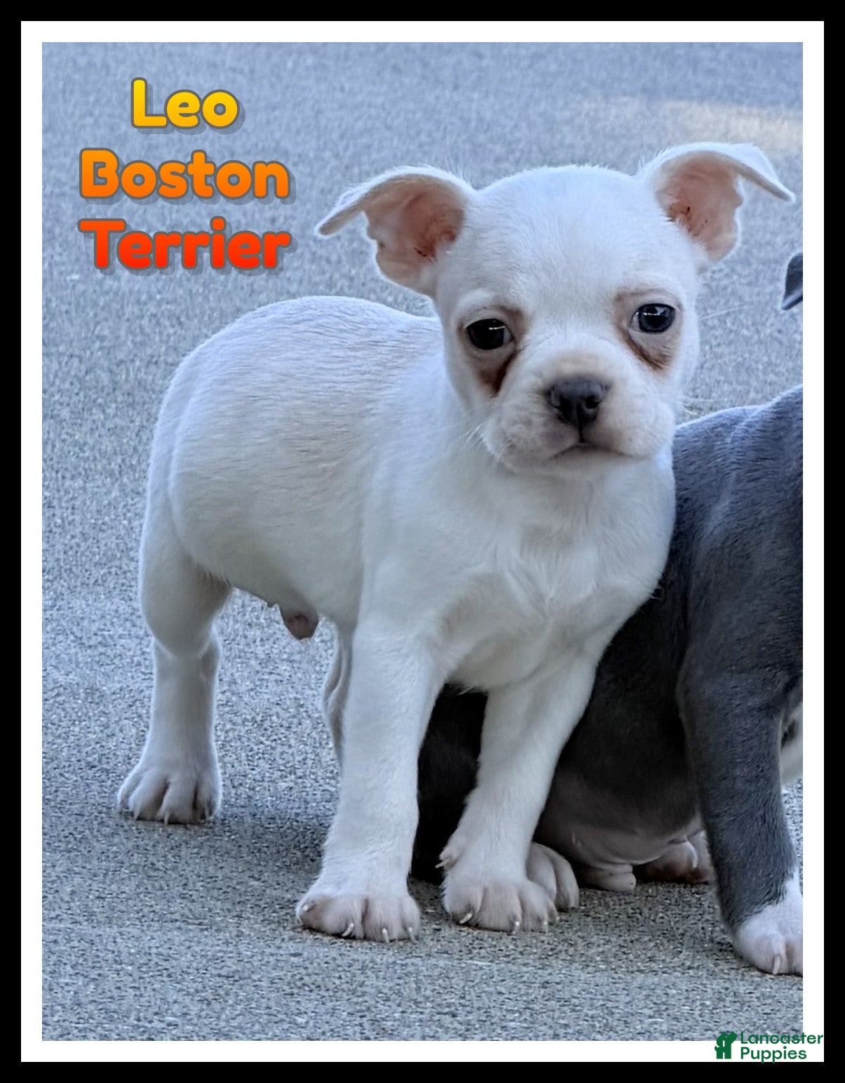 Boston Terrier dogs Leo - Ad 1