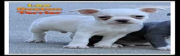 Boston Terrier dogs for sale: Leo - Ad 1
