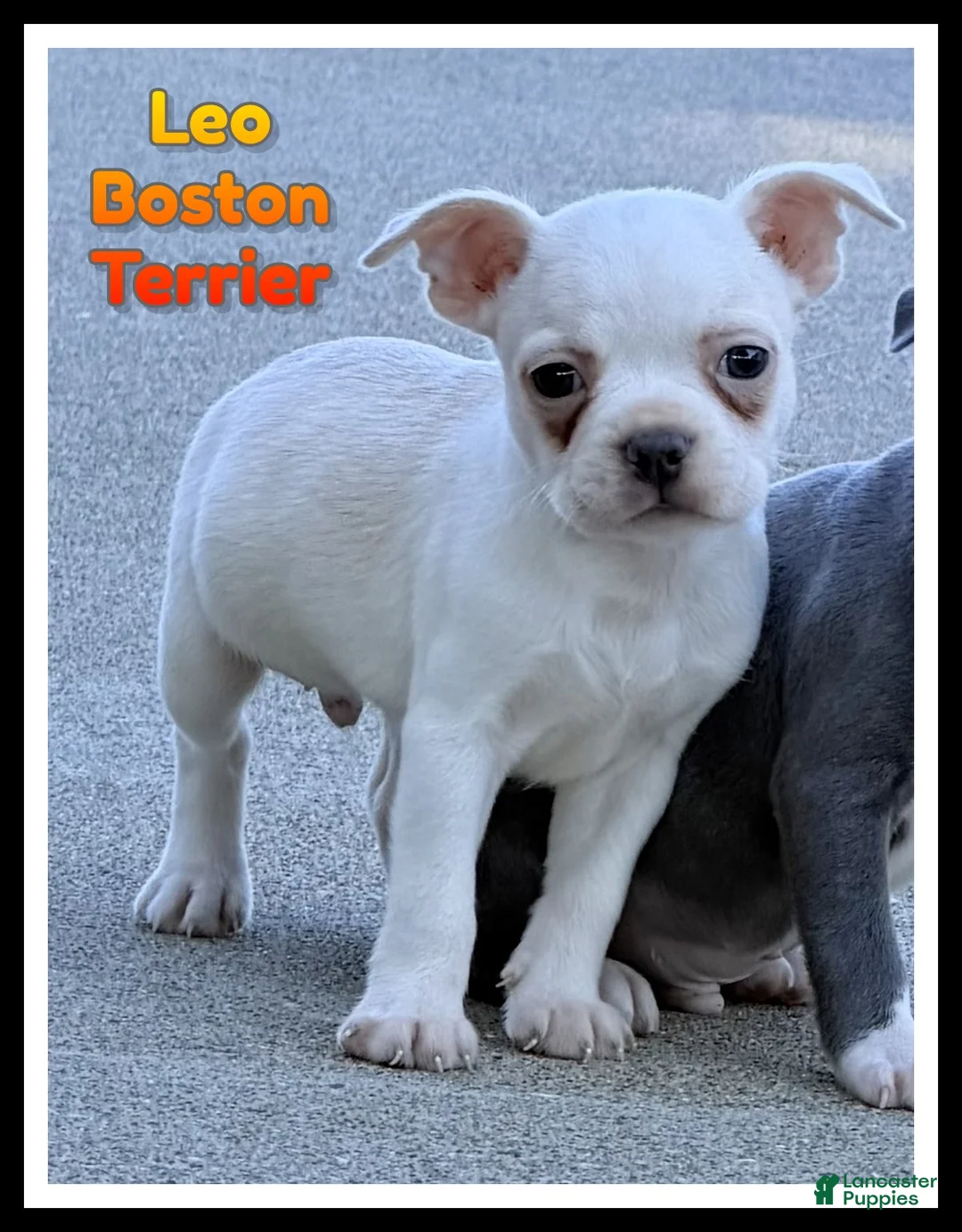 Boston Terrier dogs for sale: Leo - Ad 1