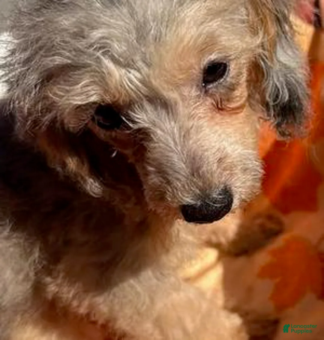 Toy Poodle dogs for sale: Athena - Ad 2