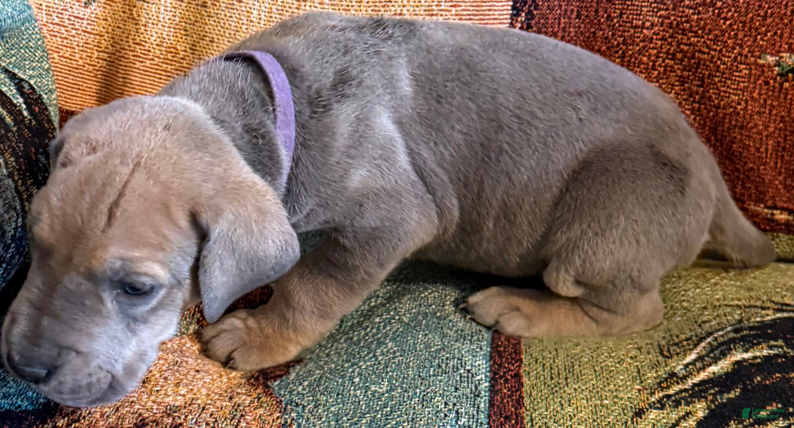 Great Dane dogs Purple  - Ad 21