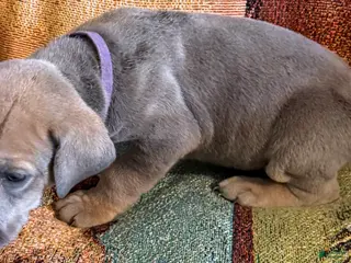 Great Dane dogs Purple - Ad 37