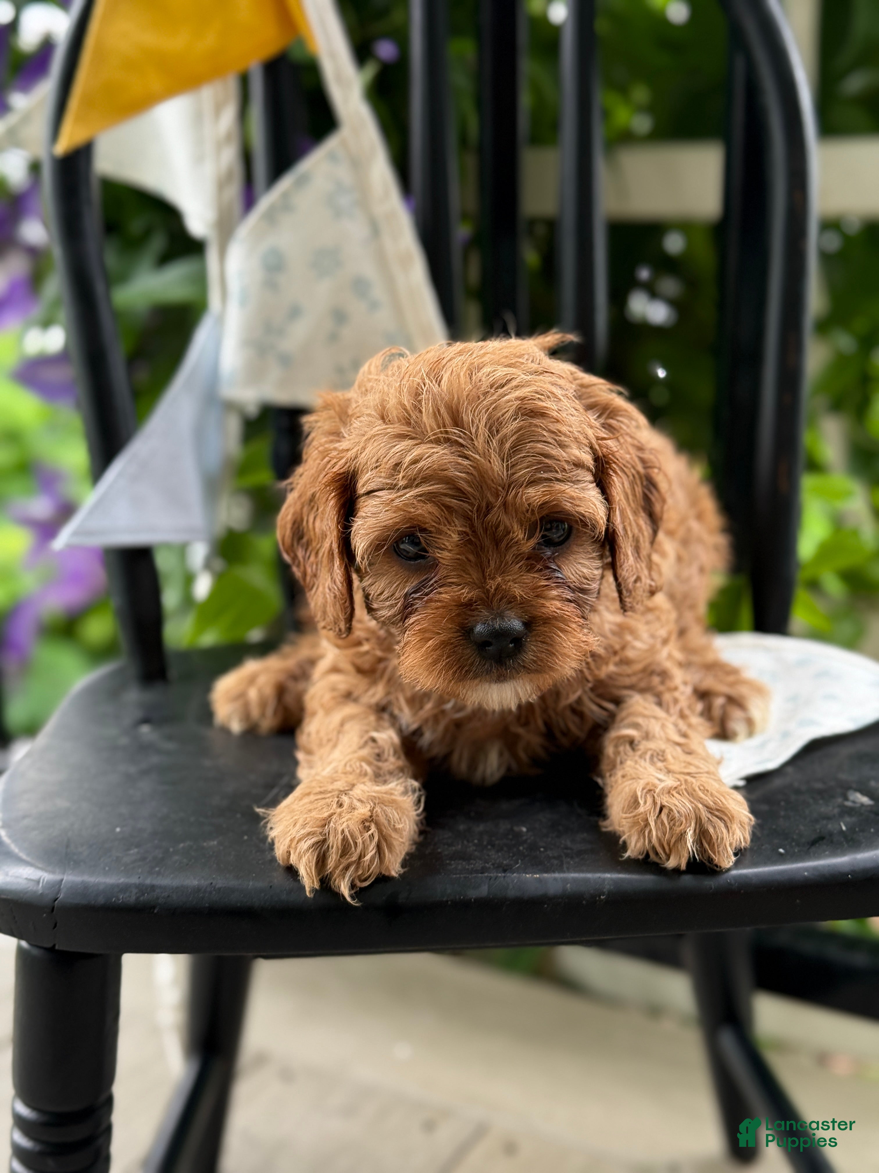 Cavapoo dogs Judd - Ad 2