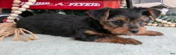 Yorkshire Terrier dogs for sale: Bruce - Ad 3