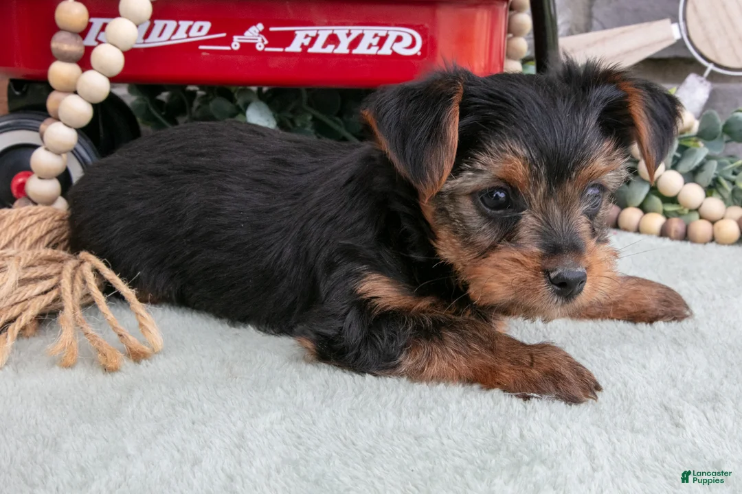 Yorkshire Terrier dogs for sale: Bruce - Ad 3