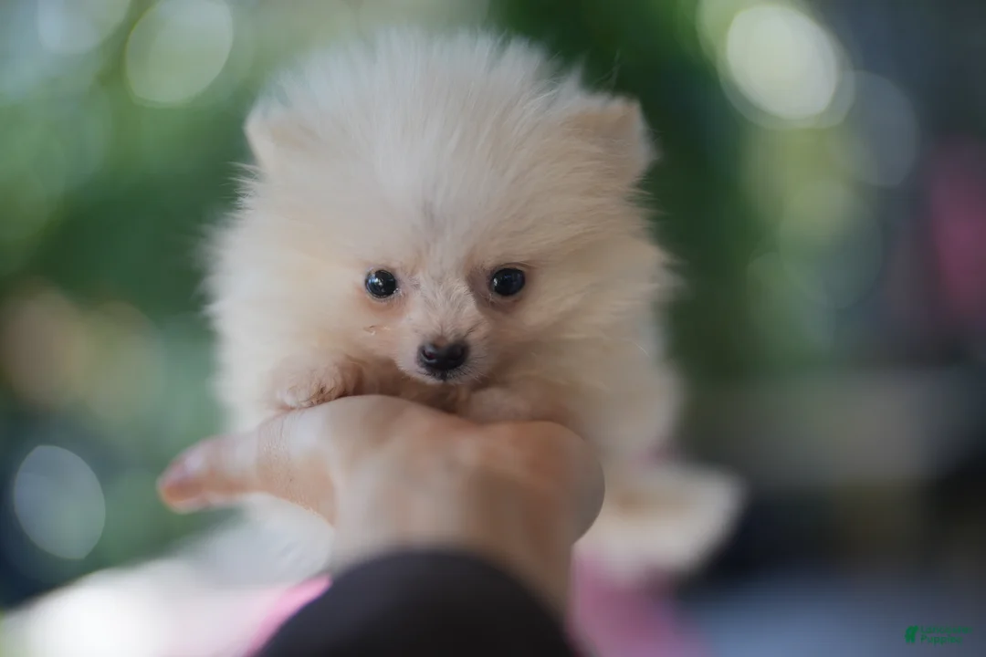 Pomeranian dogs for sale: Pomeranian Puppy 1 - Ad 3
