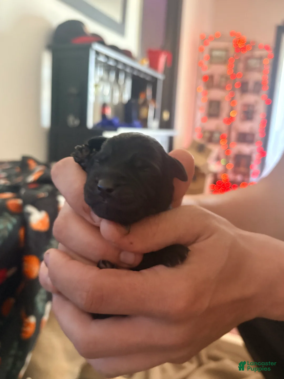 Mixed Breed dogs for sale: Mixed Breed Puppy 5 - Ad 2