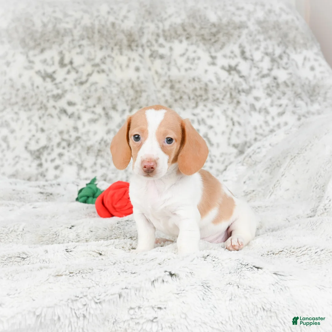 Miniature Dachshund dogs for sale: Chloe - Ad 4