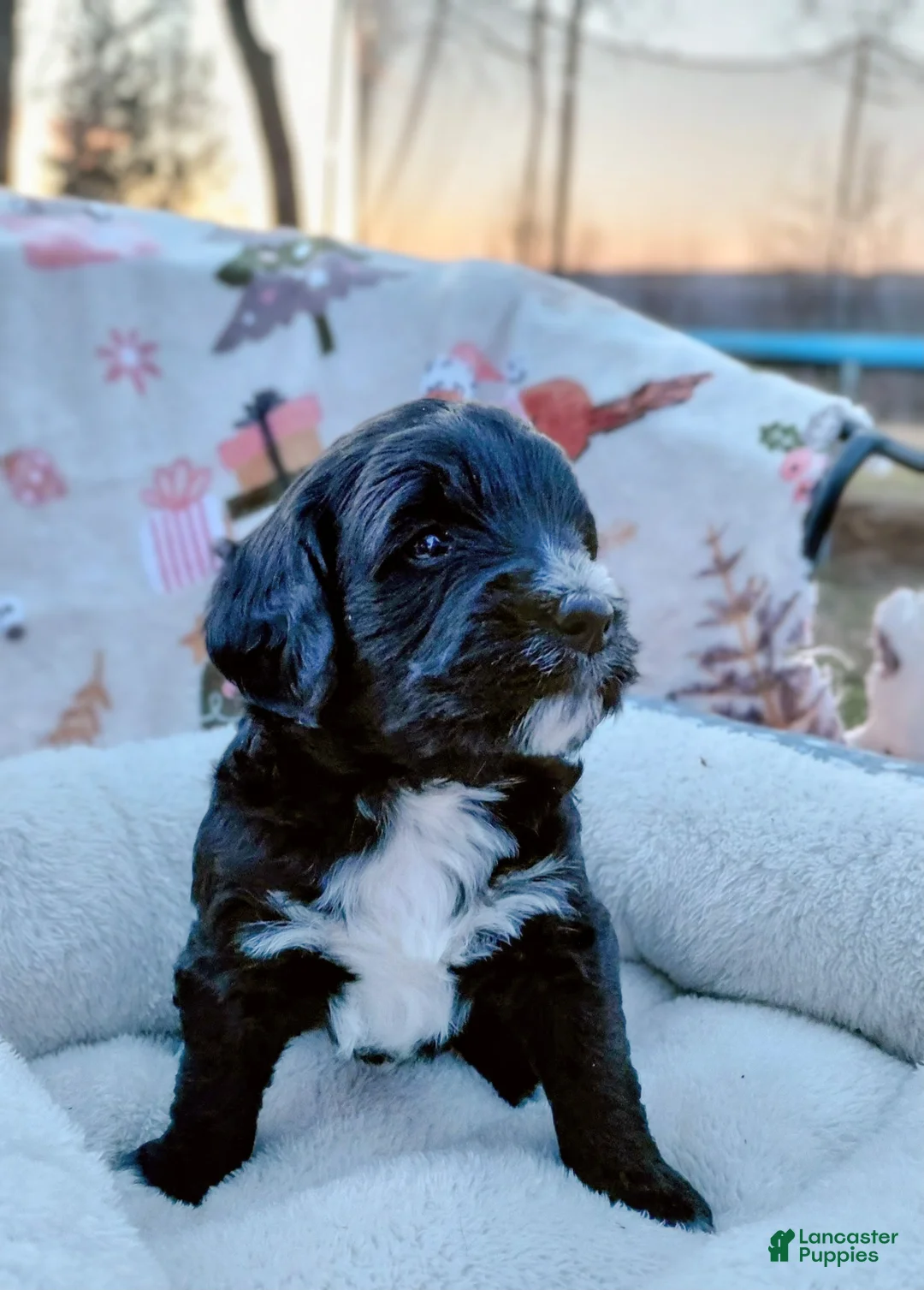 Mini Goldendoodle dogs for sale: Mini Goldendoodle Puppy BLAZE - Ad 4