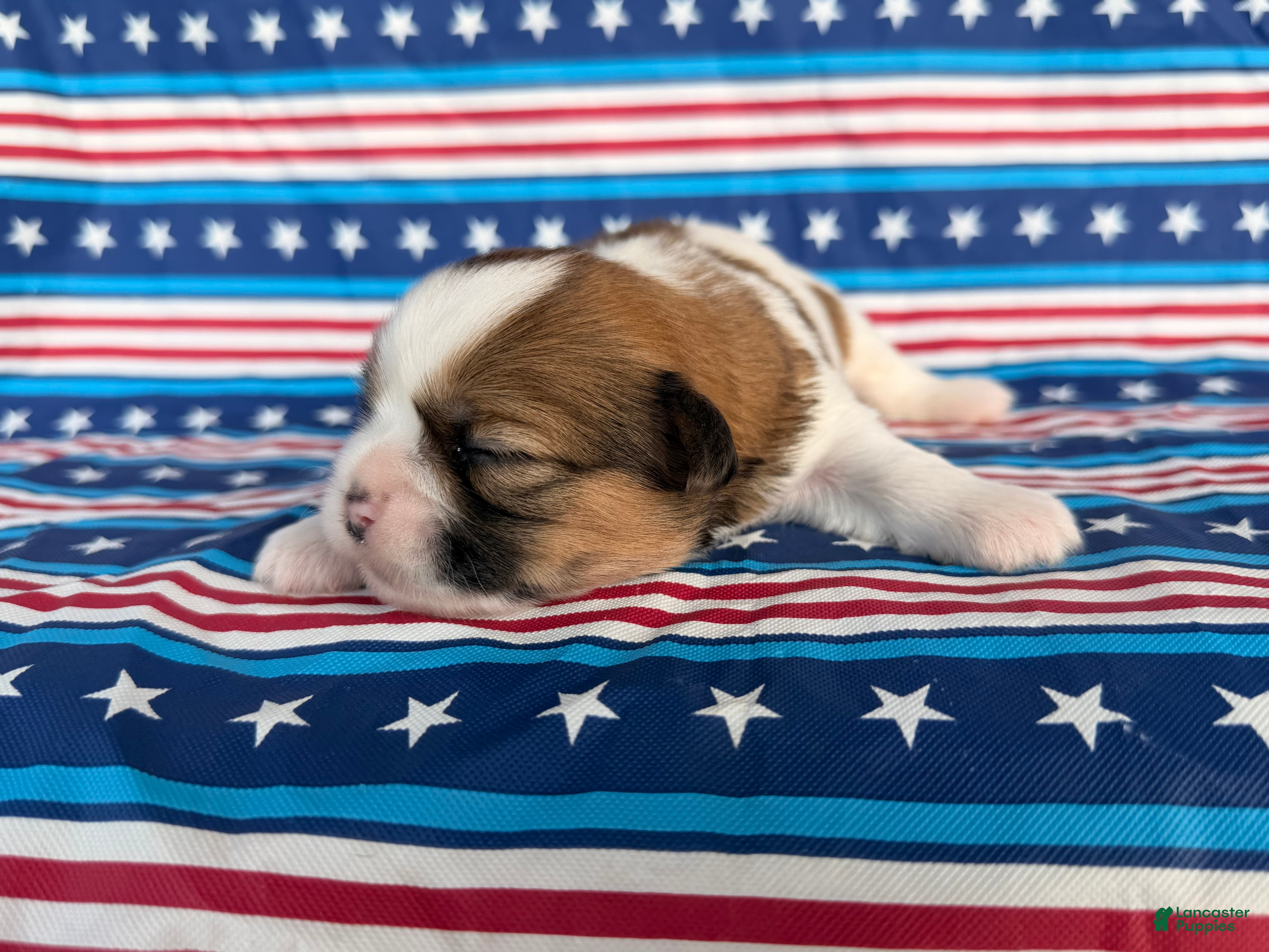 Shih Tzu dogs Quigley Shih Tzu  - Ad 2
