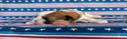 Shih Tzu dogs for sale: Quigley Shih Tzu  - Ad 2