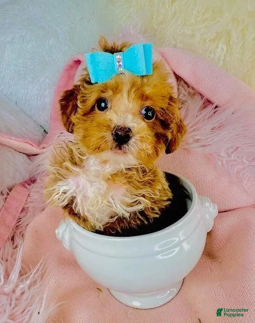 Toy Poodle dogs Pin - Ad 13