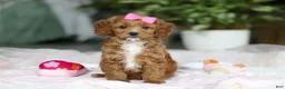 Cavapoo dogs for sale: Princess - Ad 3