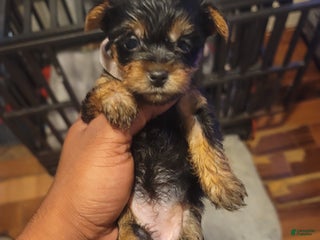 Silky Terrier dogs - Ad 2