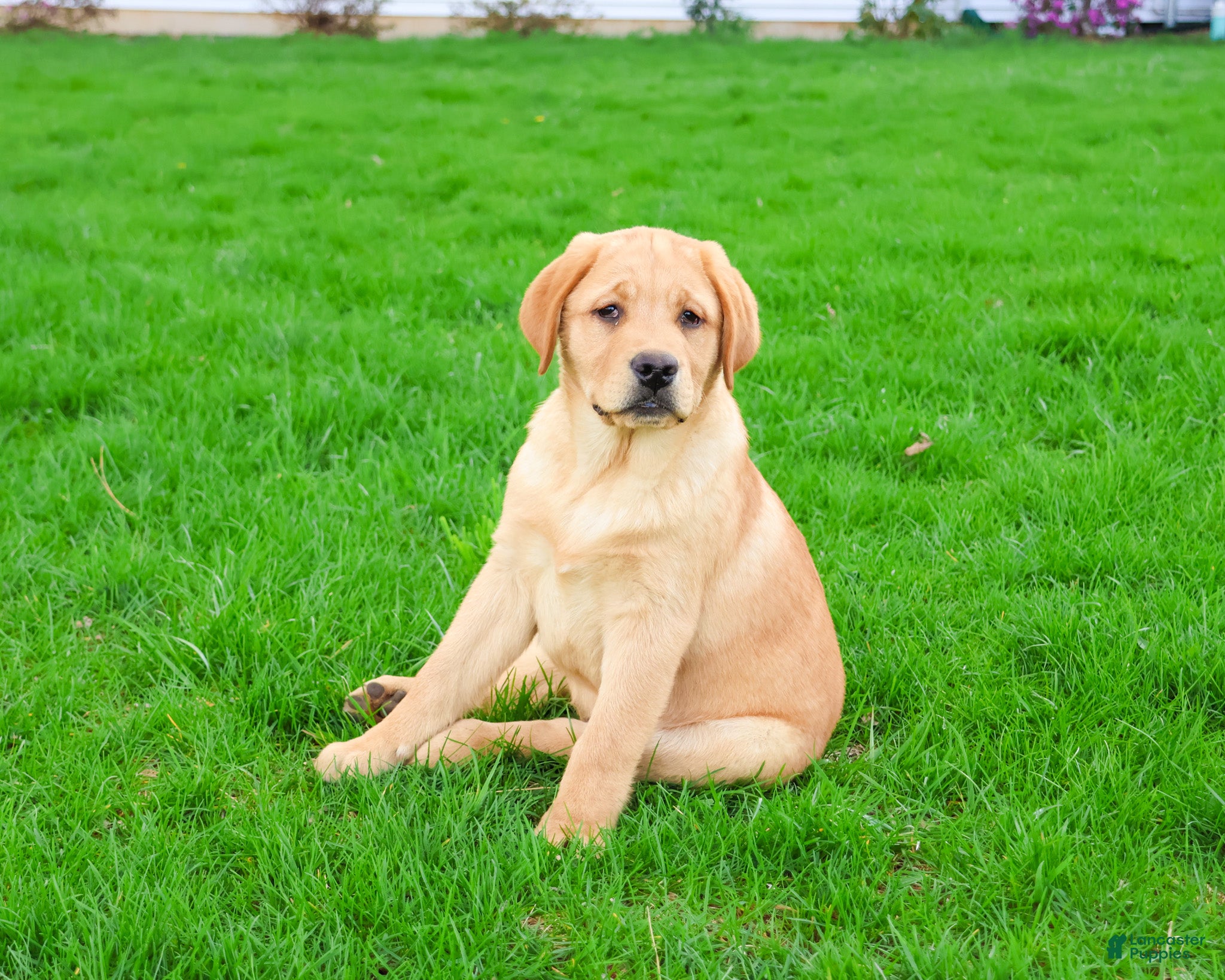 Labrador Retriever dogs Eggo - Ad 2