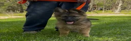 German Shepherd dogs for sale: THALIA - Ad 7