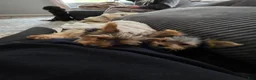 Yorkshire Terrier dogs for sale: Hannah.  - Ad 5